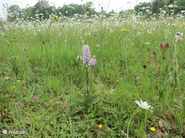 Natuurgebied met wilde orchideeën in Lievelde. De natuur in de Achterhoek nodigt je uit om haar schoonheid te komen ontdekken. Of u nu wilt wandelen of fietsen, fotograferen of planten en dieren spotten, er is voor ieder wat wils.